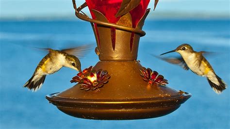 How to keep hummingbird feeders clear of unwanted visitors