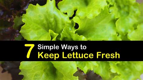 How to keep lettuce fresh without refrigeration.  Get ready to enjoy vib...