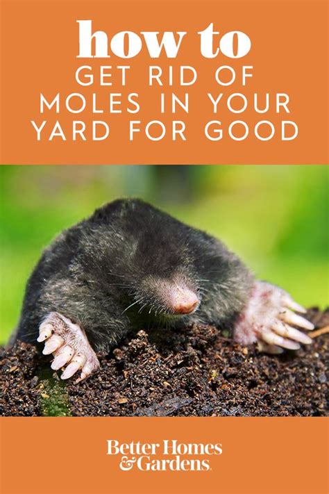 How to keep moles away from your yard this summer