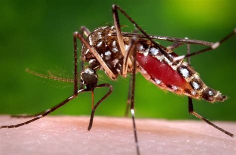 How to keep mosquitoes away: Tips from Texans, pest control experts
