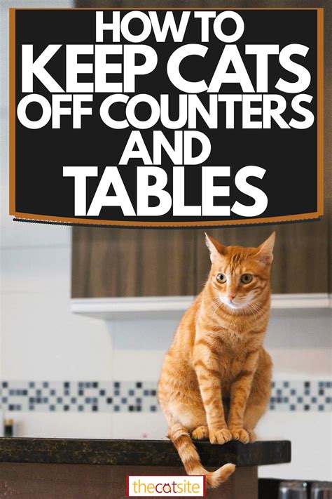 How to keep my cats off my dining table and kitchen counters