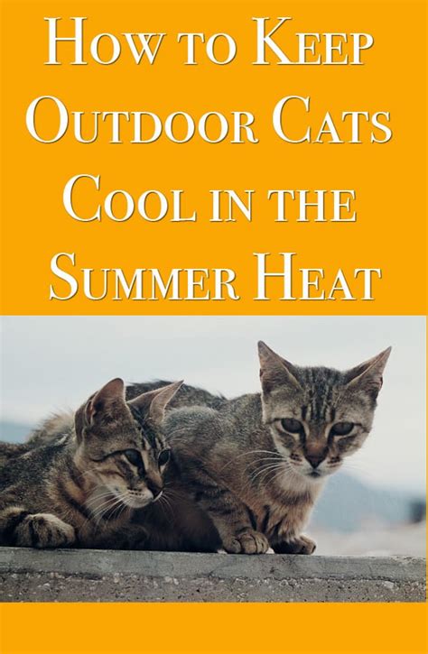 How to keep outside cats cool? - nahf.org