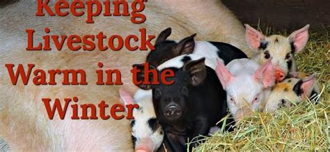 How to keep piglets warm in winter