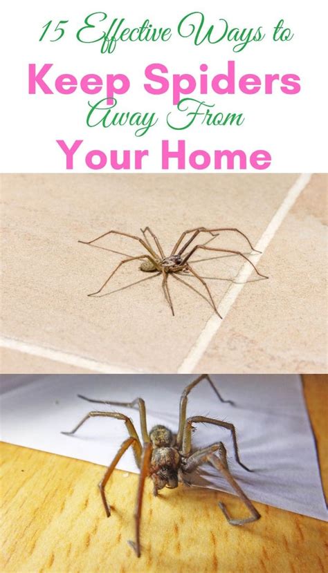 How to keep spiders away from your house 5 easy hacks to try YOU Magazine