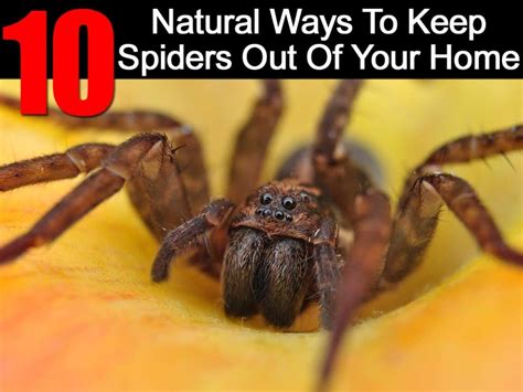 How to keep spiders out of house. Controlling wolf spiders outside your home isn’t necessary, Thome says. If you see them inside your house, put down glue traps to catch them. They don’t generally breed indoors, so if you see one in your basement, it doesn’t necessarily mean you have an infestation. If you’re up to it, trap them in a jar and deposit them outside. 
