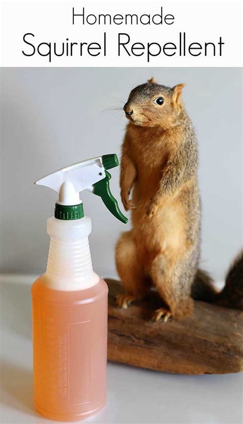 How to keep squirrels away. 6. Decoys. Use decoys, noisemakers, and scarecrows to frighten squirrels away. Position owl or snake decoys in trees, and move them frequently. Hang aluminum pie plates or old CDs to scare them with noise and flashes. Squirt approaching squirrels with water guns for immediate deterrence. 