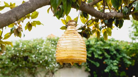 How to keep wasps away and stop them from coming back Tom s Guide