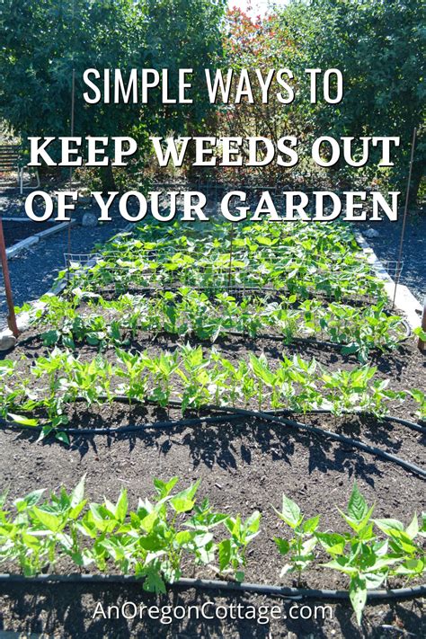 How to keep weeds out of garden. Things To Know About How to keep weeds out of garden. 