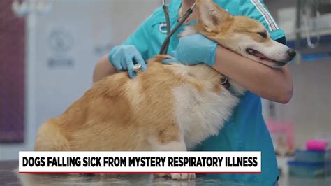 How to keep your dog well amid 'unusual' uptick in respiratory infections