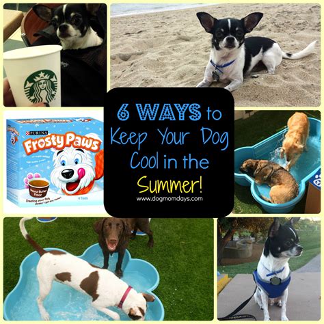 How to keep your pets cool in the summertime