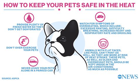 How to keep your pets safe in a heatwave YOU Magazine