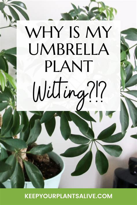 How to keep your plants from wilting in the …