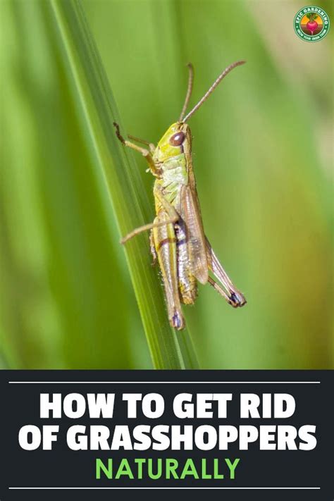 How to kill grasshoppers : r/etymology - reddit.com