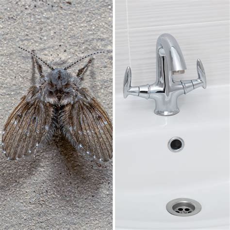 How to kill small flies in bathroom