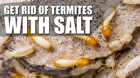 How to kill termites. Things To Know About How to kill termites. 