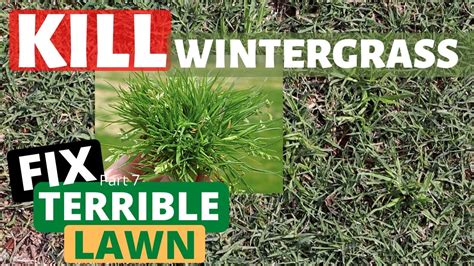 How to kill winter grass in lawn
