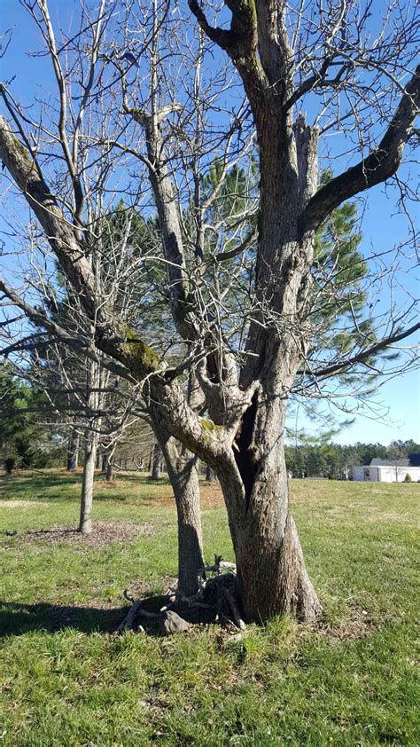 How to know if a tree is dead. Cracks When inspecting your tree, look for cracks. · Odd Shape A healthy tree is a straight tree. · Signs of Decay Decay is very hard to spot, especially in the ... 