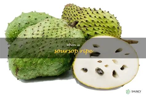 How to know when soursop is ripe