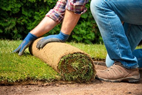 How to lay down sod. When laying sod, start along a straight edge and unroll a row of sod. Following the lines of your fence, driveway, or patio will help you keep your lawn even. 