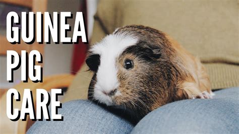 How to look after a guinea pig guide. - Hayden mcneil general chemistry lab manual.
