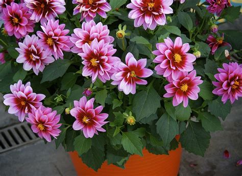 How to look after dahlias in pots