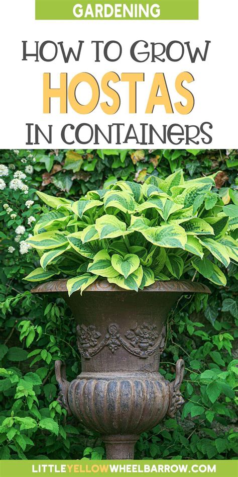 How to look after hostas in pots