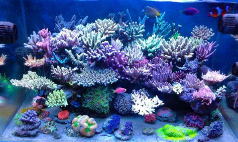 How to lower PH REEF2REEF Saltwater and Reef Aquarium Forum