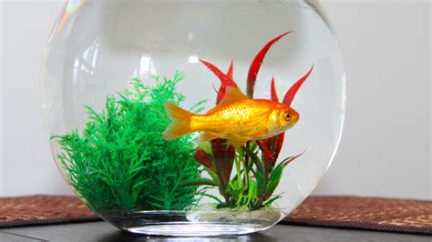 How to maintain goldfish in a bowl