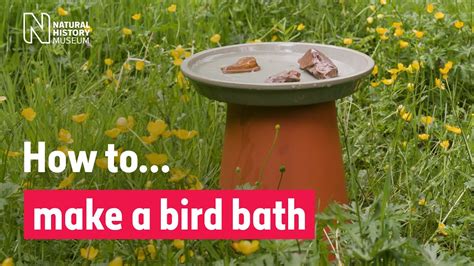 How to make a bird bath Natural History Museum