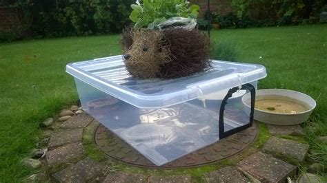 How to make a hedgehog feeder, hedgehog feeding station.