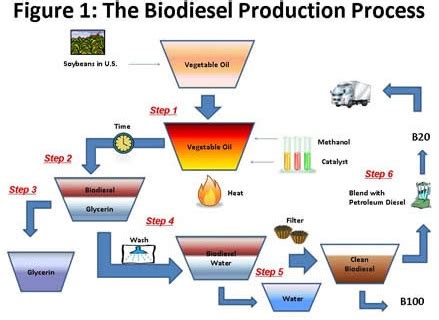 How to make biodiesel. Learn how to make biodiesel from vegetable oil or animal fat using a batch process. Find out the equipment, materials, hazards, costs and tips for home biodiesel production. 