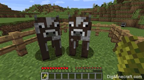 How to make cows mate in minecraft