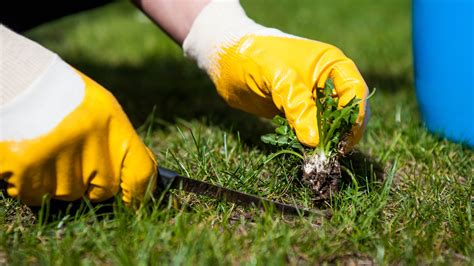 How to make grass greener in 8 easy steps Tom s Guide