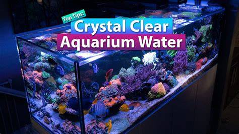 How to make the water clear in fisch. .  ...