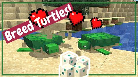 How to make turtles mate in minecraft