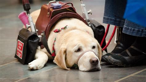 How to make your dog a service dog. 9. Service dogs can be removed from the premises. Dog grabbing lead and being out of control. If the dog is not house-trained or it is out of control and … 
