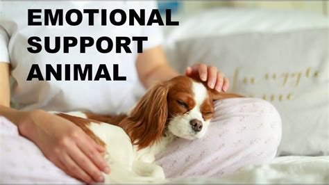 How to make your dog an emotional support dog. Home Treatment Info. How do I get an emotional support animal? Taking care of an animal can be a great way to improve your mental health [1]. But not every landlord … 