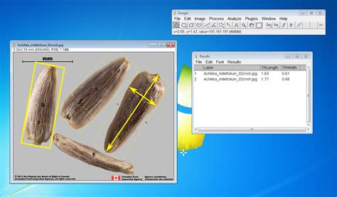 How to measure in imagej