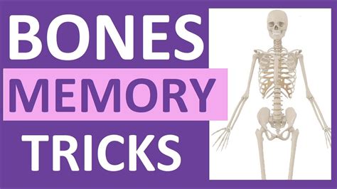 How to memorize bones and muscles effectively? : r/Anatomy