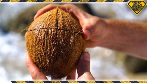 How to open coconut. Things To Know About How to open coconut. 