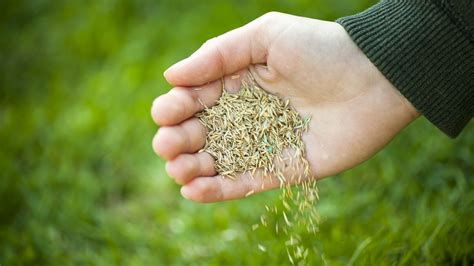 How to overseed your lawn in fall and when to do it Tom s Guide