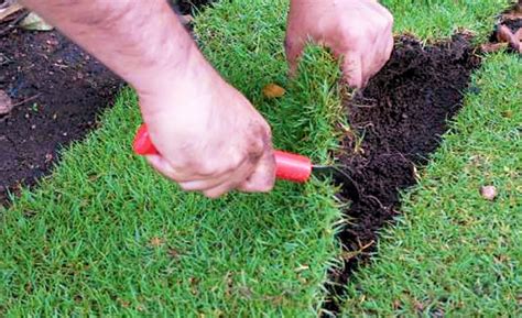 How to patch grass in spring