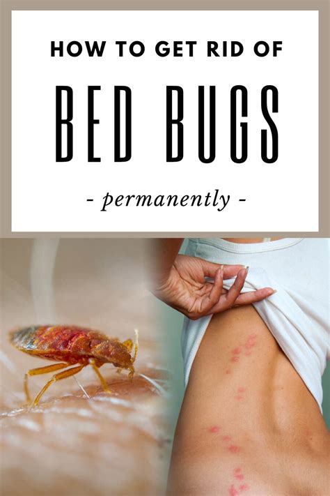 How to permanently get rid of bed bugs. Three natural home remedies: 1. Get rid of bed bugs naturally with heat or cold According to the pro, temperature is an “effective way” to get rid of bed bugs in a mattress or other important ... 