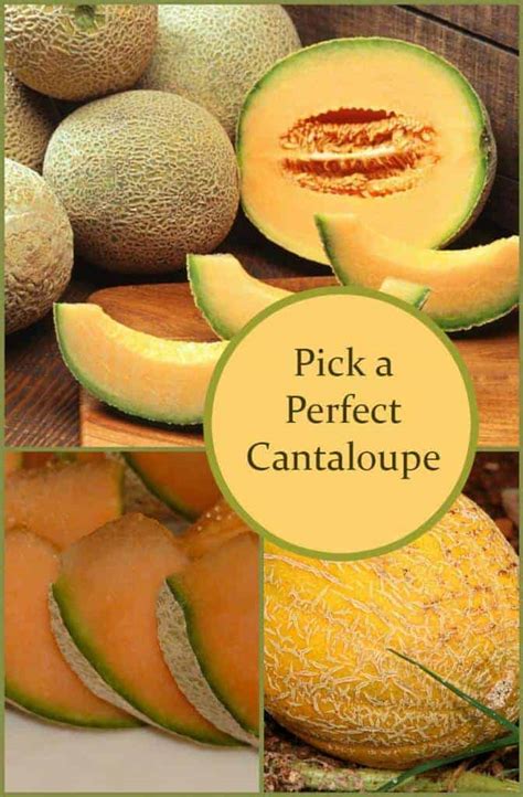 How to pick a good cantaloupe. 4 Tips for Choosing the Best Cantaloupe 1. Check the Outside of the Cantaloupe. The color of your ideal ripe cantaloupe should be a beige or sandy-gold. Try... 2. Take a Peek at the Stem End of the Cantaloupe. The cantaloupe stem has the ability to give you a better insight into... 3. Tap the ... See more 