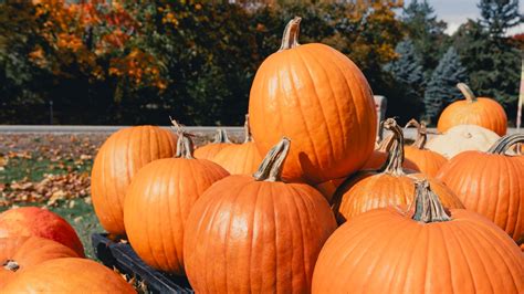 How to pick a pumpkin that won’t rot on your porch (at least not right away)