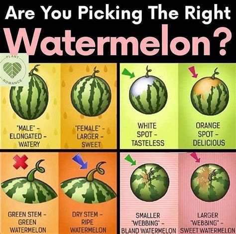 How to pick a sweet watermelon. Apr 22, 2022 · 3. Look at the field spot. A good watermelon should have an orange or yellow blotch where the melon was in contact with the ground. No spot or a white spot means it won't be flavorful. 4. Give the ... 