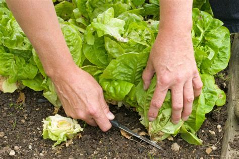 How to pick lettuce in garden