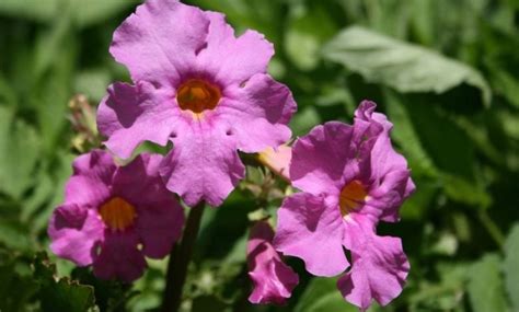 How to plant Incarvillea - Farmer Gracy