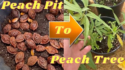 How to plant a peach seed. Sep 18, 2023 · 3. Plant your peach tree in the middle of the prepared soil. Place the tree in your hole on a small mound of soil, and fill the hole back up. Pat the soil around the peach tree gently with a garden spade to secure it. If you have a grafted tree, position the inside of the curve of the graft union away from the sun. 
