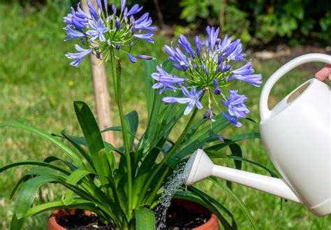 How to plant agapanthus bulbs in pots